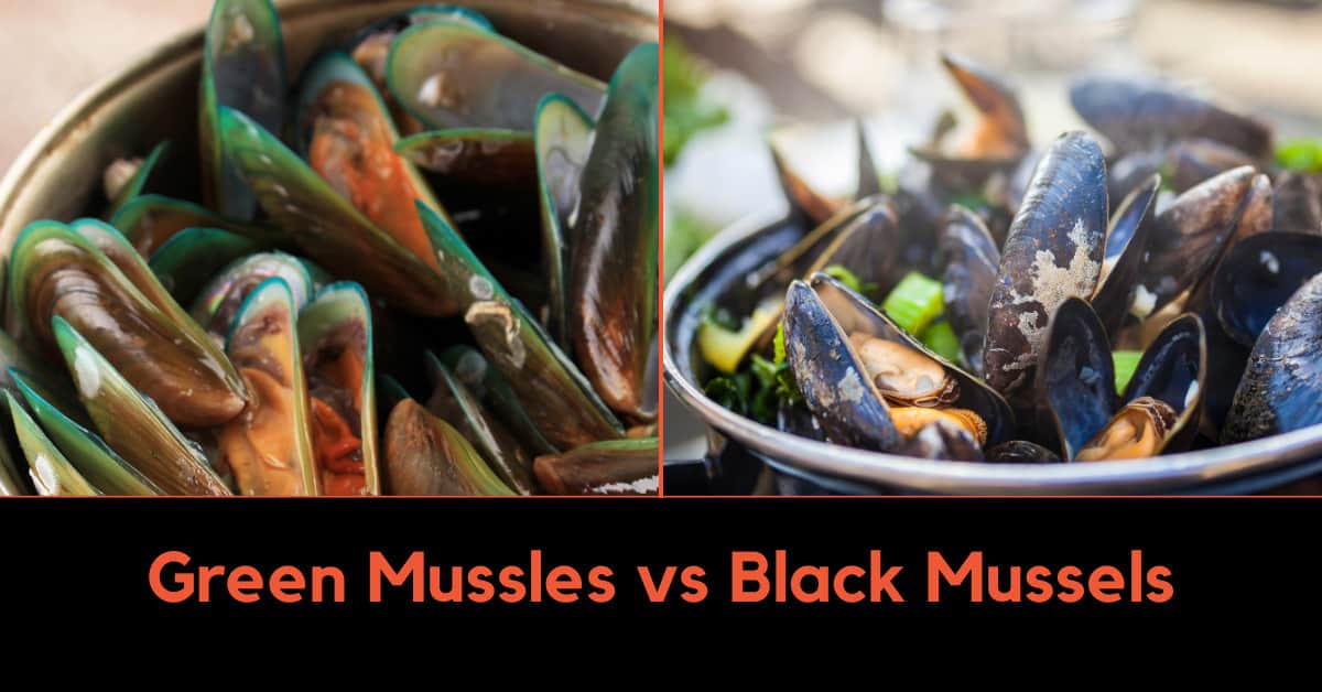 Green Mussels vs Black Mussels