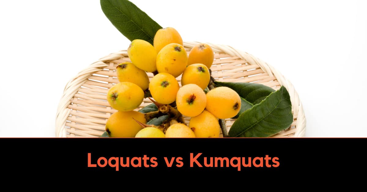 Loquats vs kumquats; kumquats vs loquats